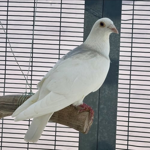 ORVILLE - Pigeon available for adoption