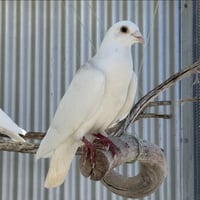 Orville - Photo 3