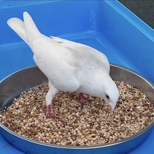 ORVILLE - Pigeon available for adoption