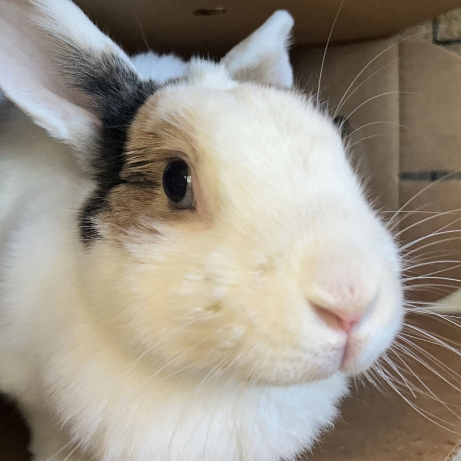 JACKIE - Shorthaired Rabbit available for adoption