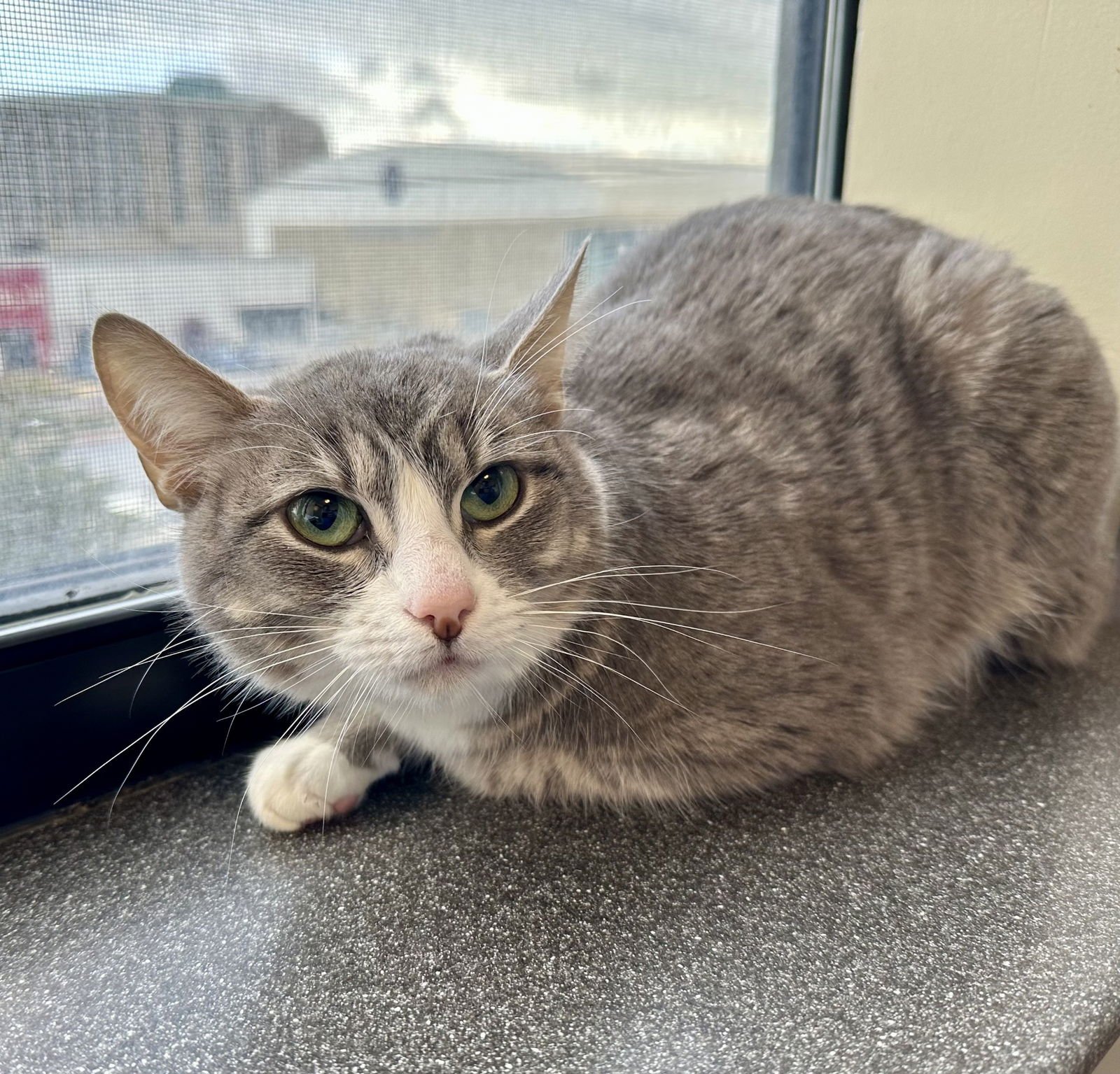 CHANEL - Domestic Short Hair available for adoption