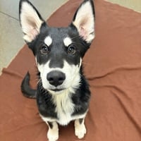 Lobo The Puppy - Photo 1