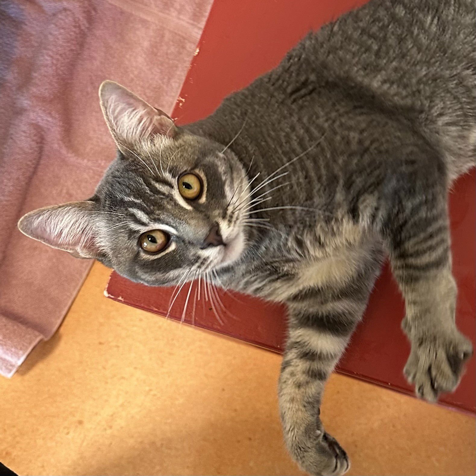 JELLYCAT - Domestic Medium Hair / Tabby available for adoption