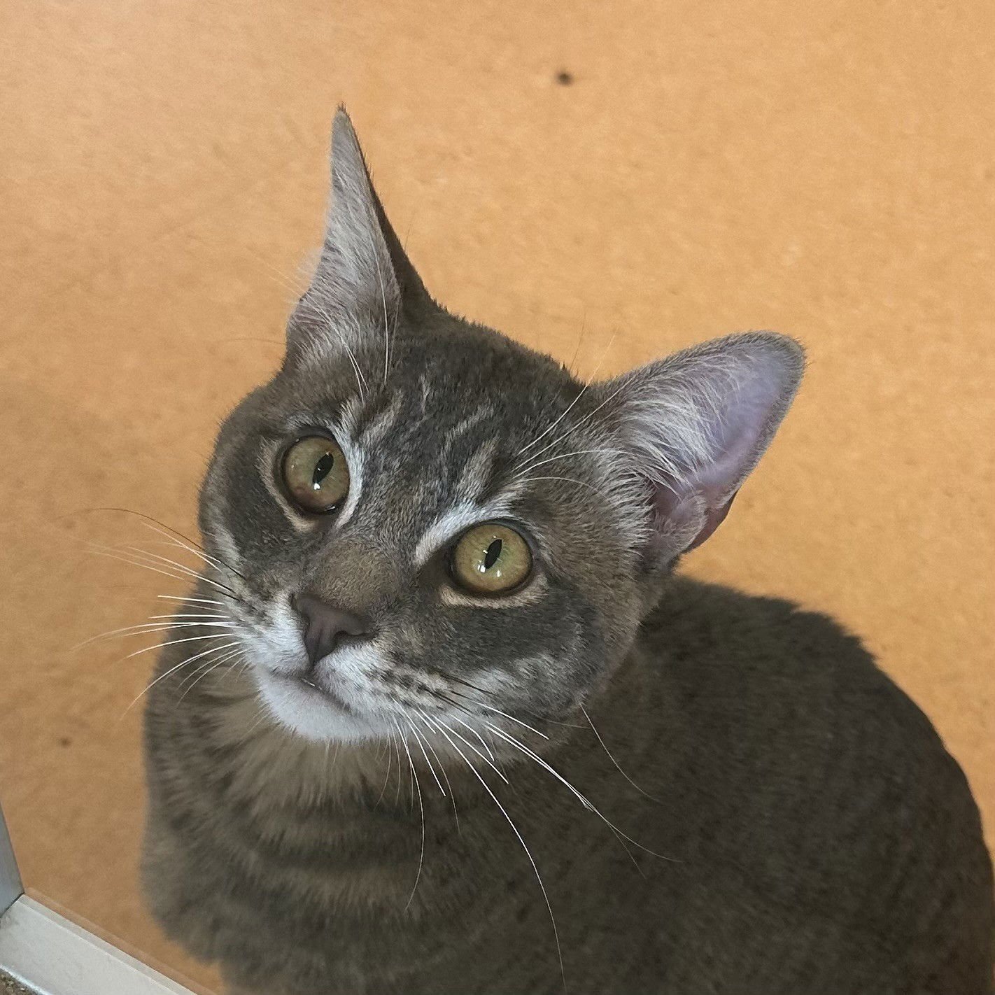 JELLYCAT - Domestic Medium Hair / Tabby available for adoption