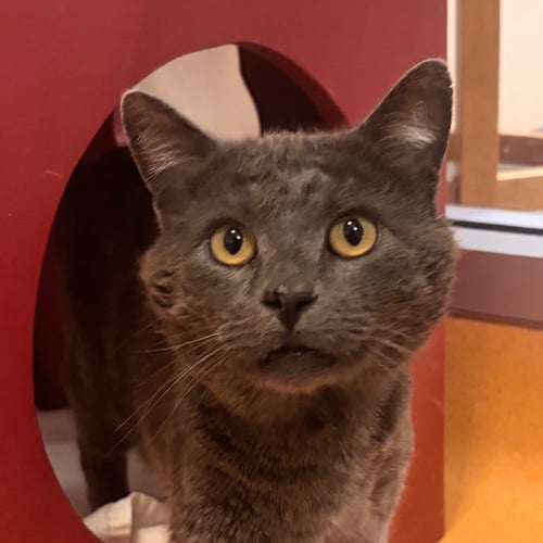 PICO - Domestic Short Hair available for adoption
