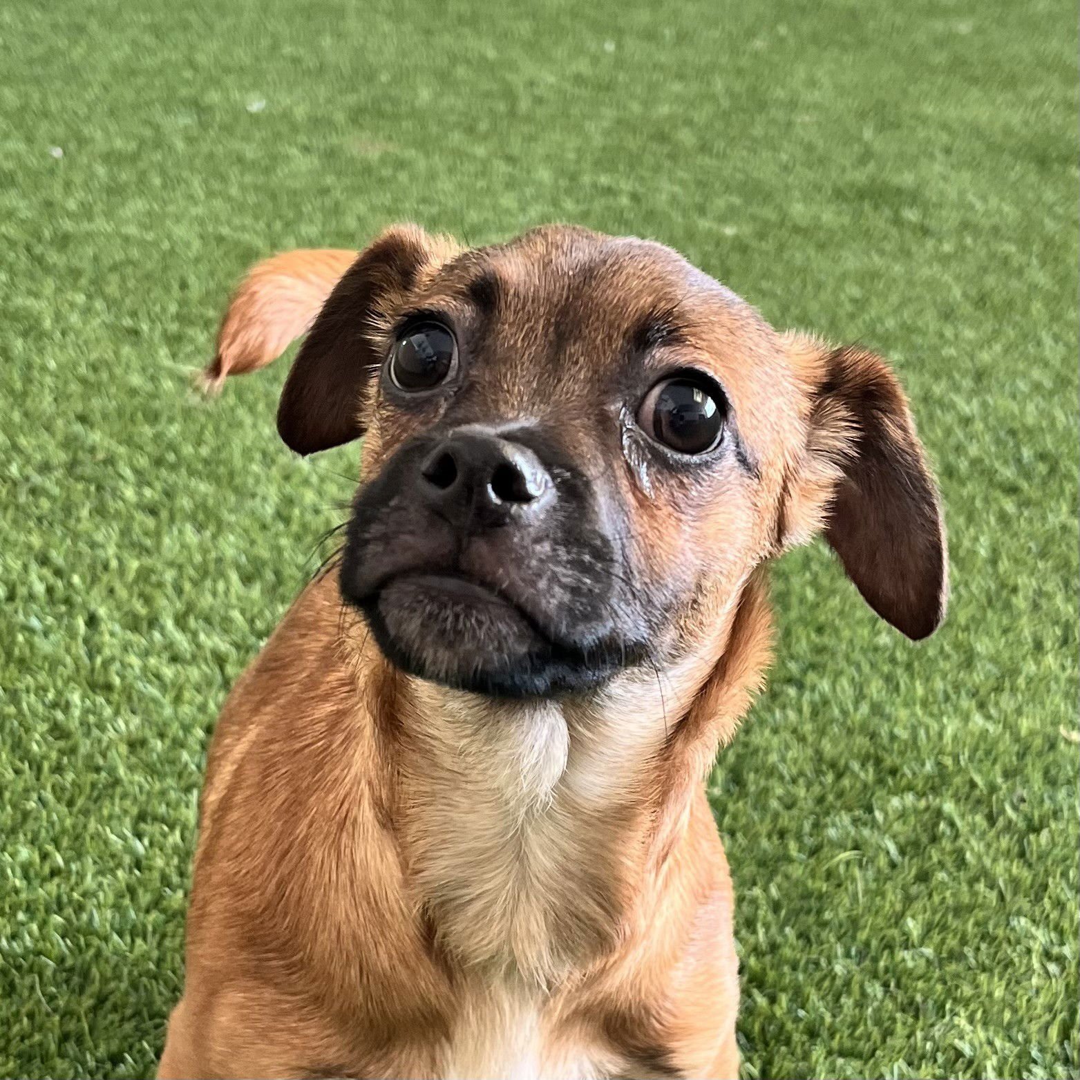 LINZER THE PUPPY! - Chihuahua available for adoption