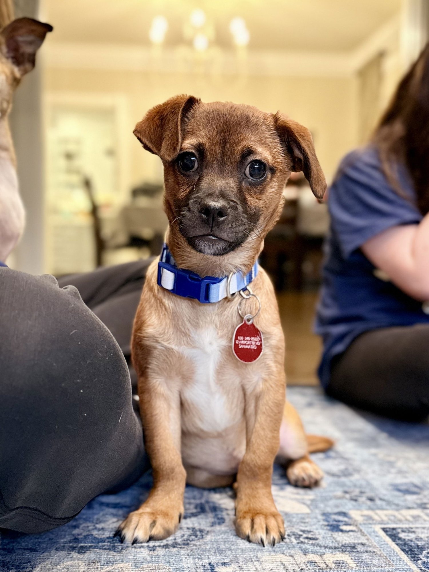 LINZER THE PUPPY! - Chihuahua available for adoption