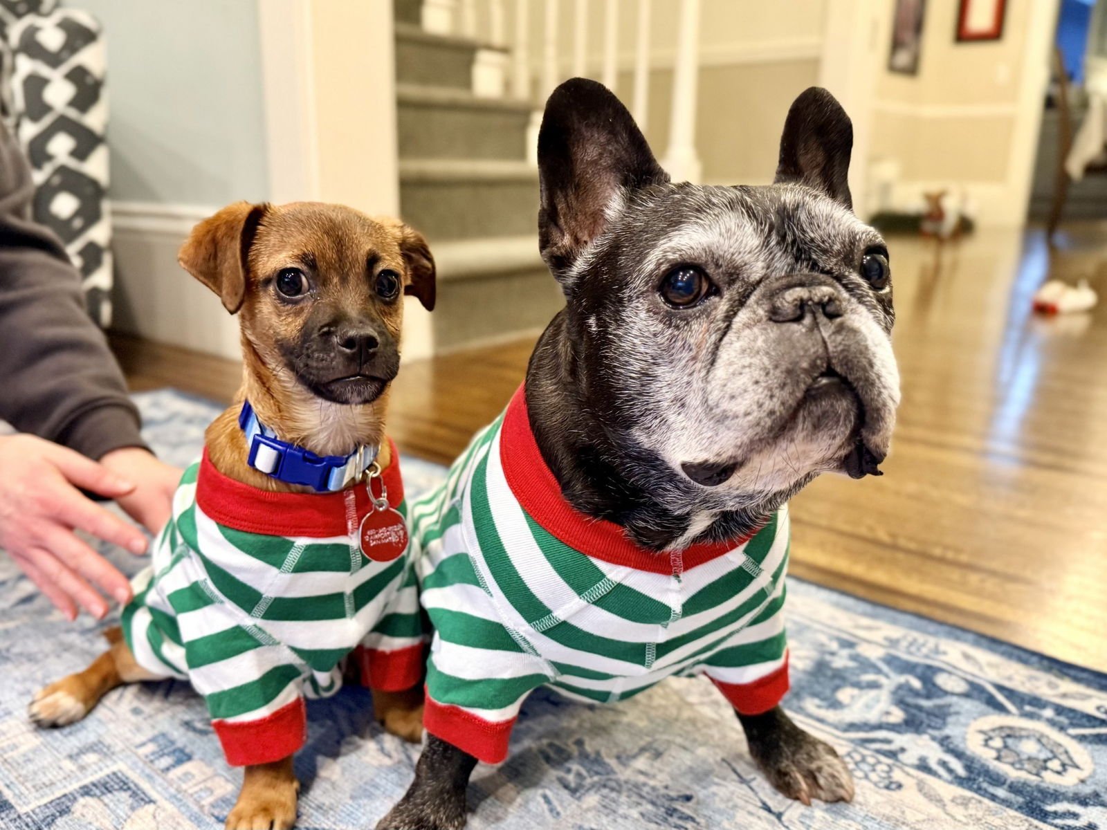 Linzer the Puppy! - Photo 3