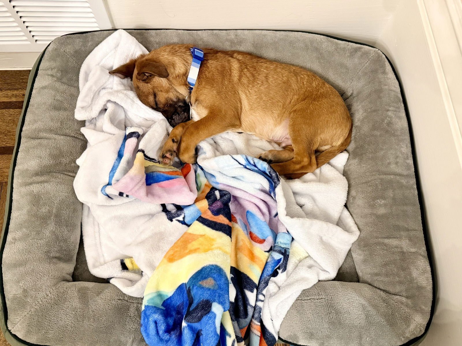 Linzer the Puppy! - Photo 4