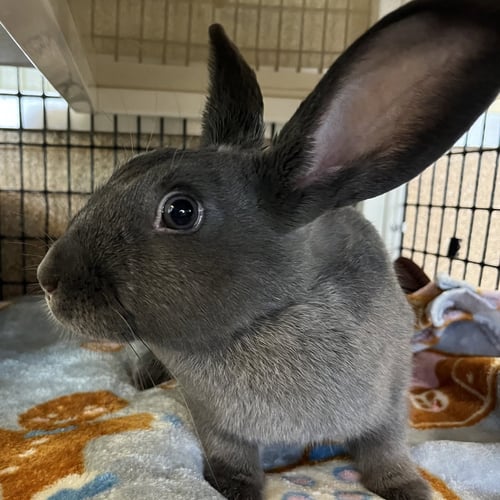 OLIVE - Shorthaired Rabbit available for adoption