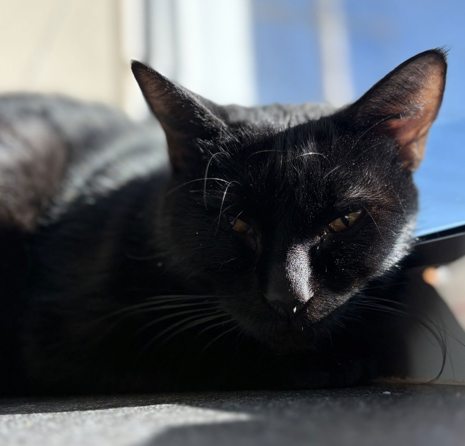 REM & RAM - Domestic Short Hair available for adoption