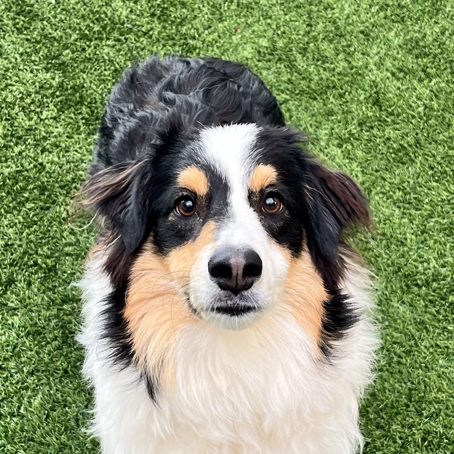 ROO - Australian Shepherd available for adoption