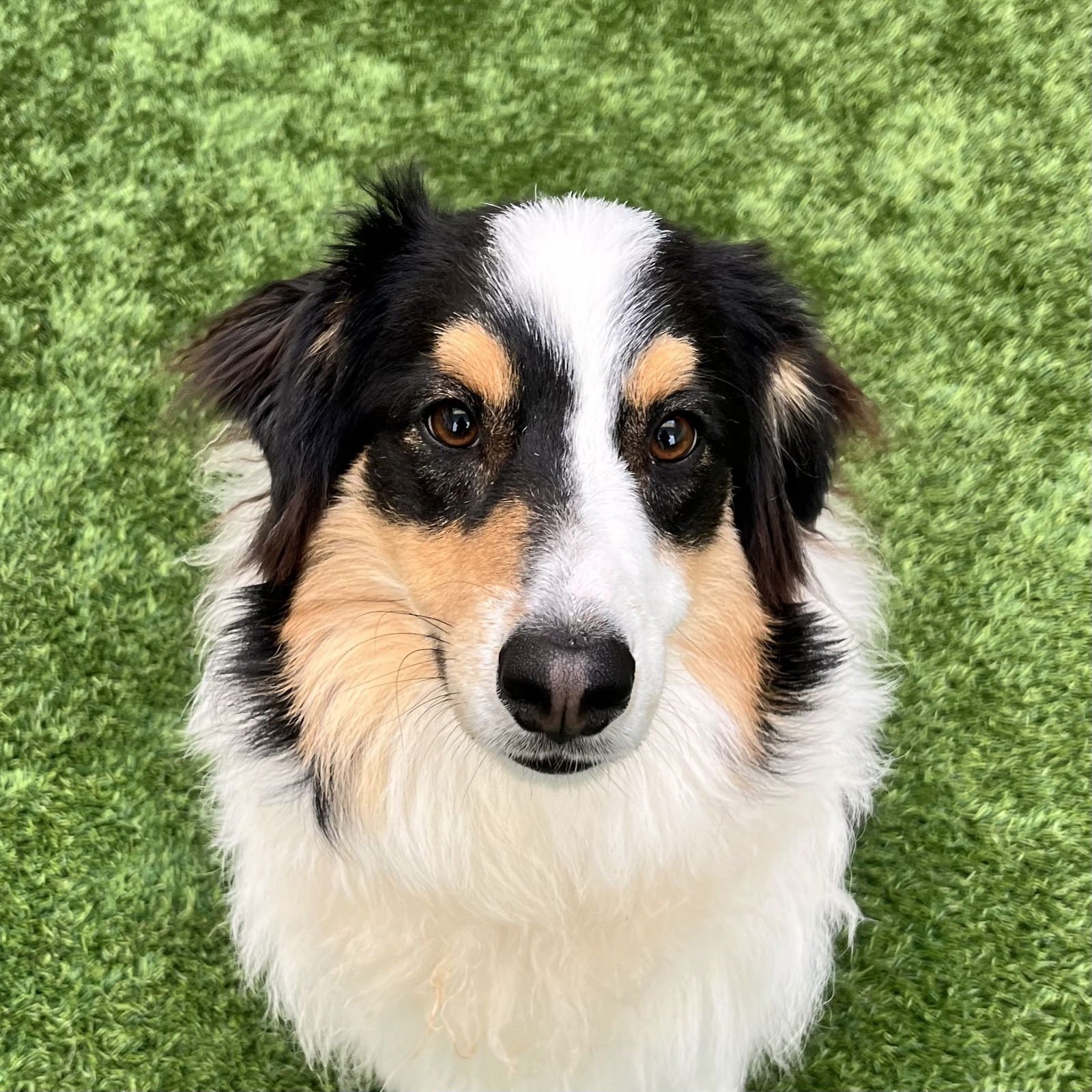 ROO - Australian Shepherd available for adoption