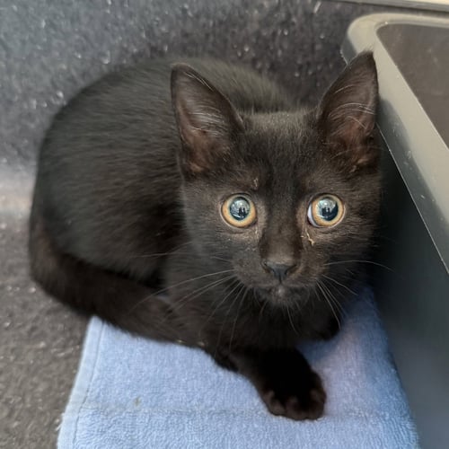 OPAL - Domestic Short Hair available for adoption