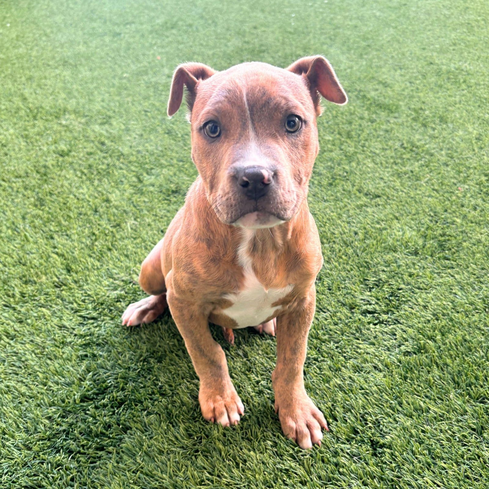 DESNA THE PUPPY! - Pit Bull Terrier available for adoption
