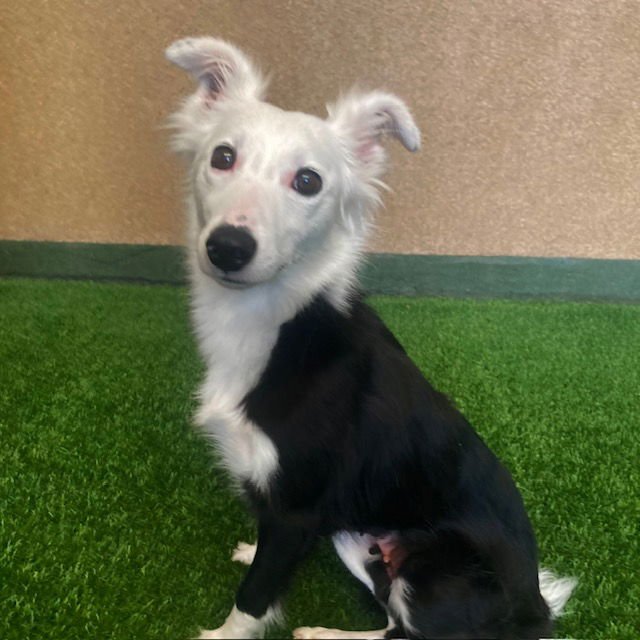 CHARLIE - Border Collie available for adoption