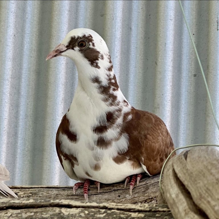 Petunia Image