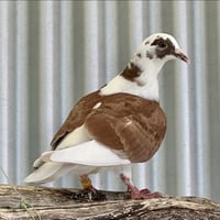 Petunia - Photo 2