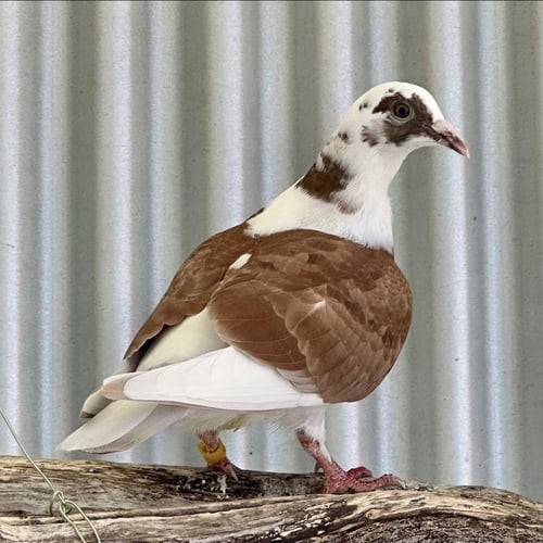PETUNIA - Pigeon available for adoption