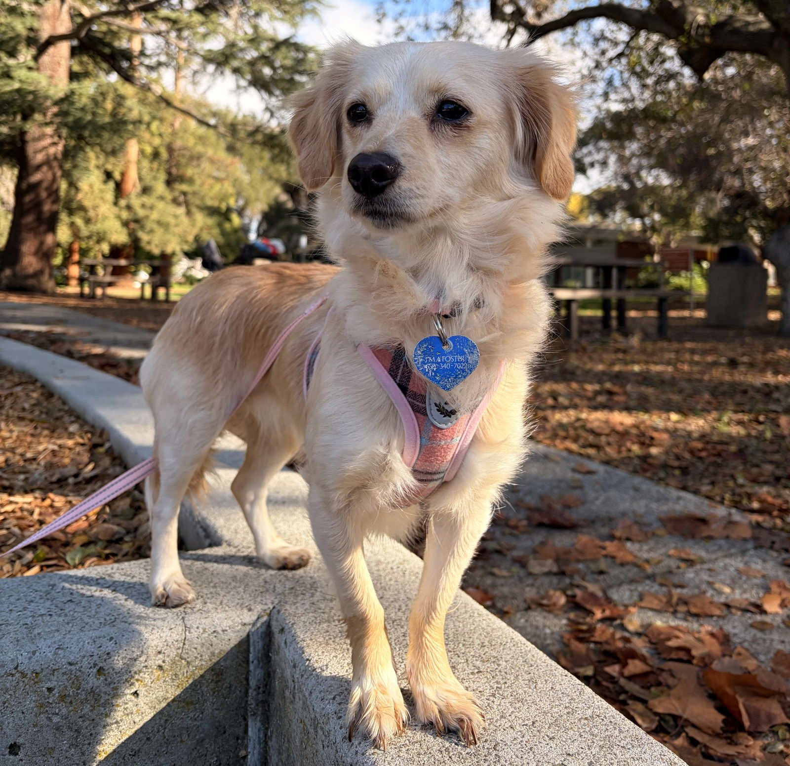 NIEVE - Chihuahua available for adoption