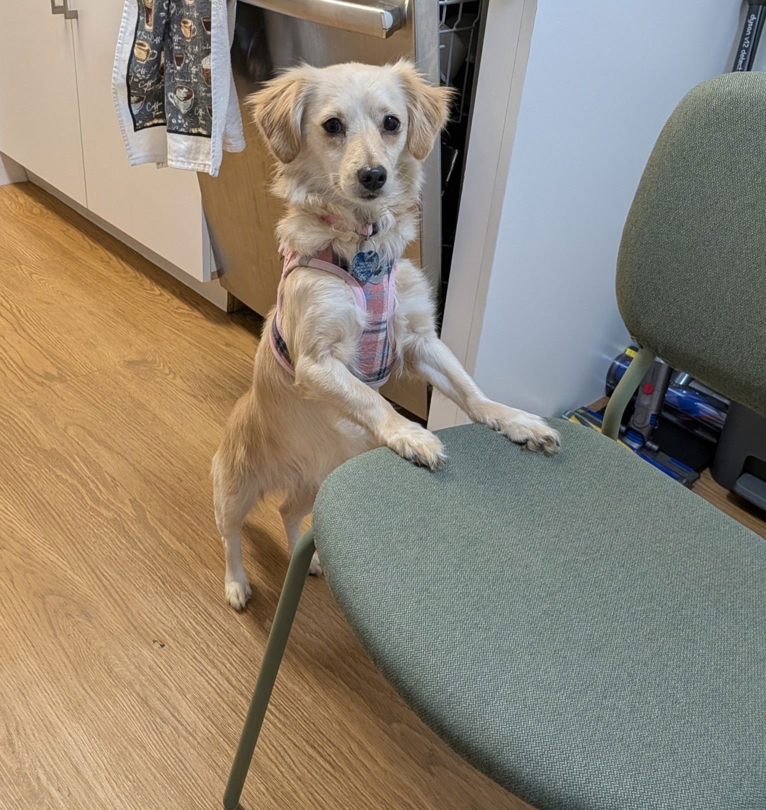 NIEVE - Chihuahua available for adoption