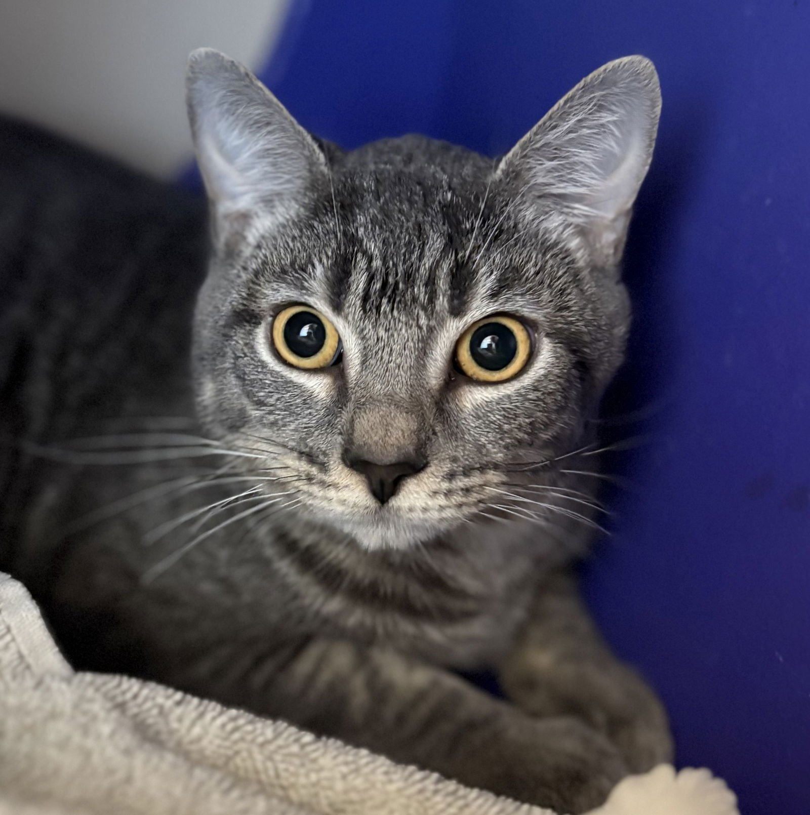 MIKEY - Domestic Short Hair / Tabby available for adoption