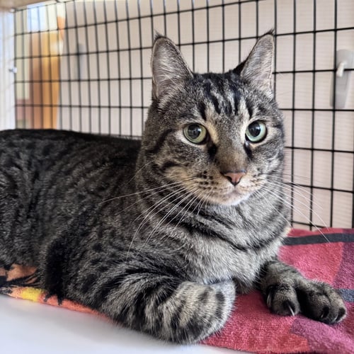BEAN - Domestic Short Hair available for adoption