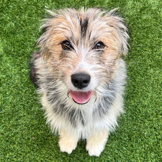 MOCHA - Yorkshire Terrier Yorkie / German Shepherd Dog available for adoption