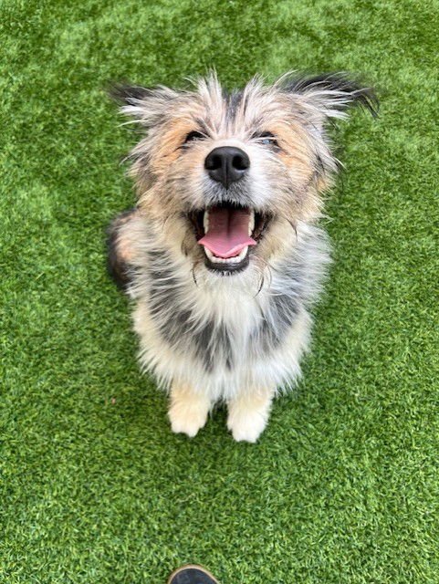 MOCHA - Yorkshire Terrier Yorkie / German Shepherd Dog available for adoption