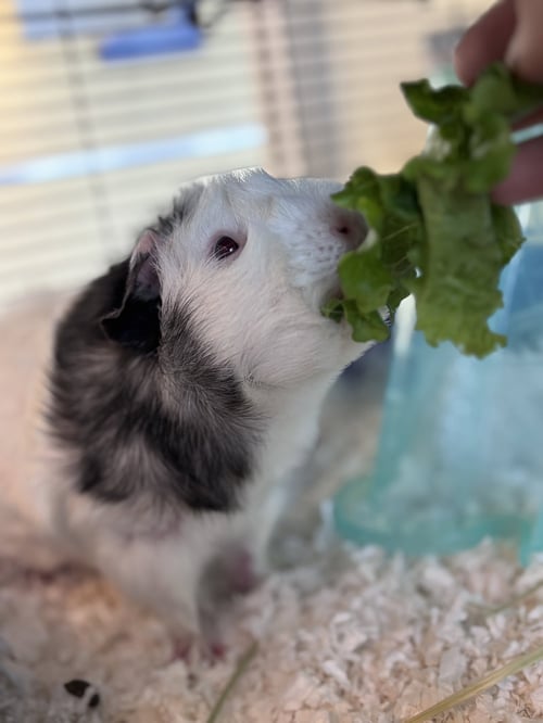 LOU SEAL (M) - Guinea Pig available for adoption