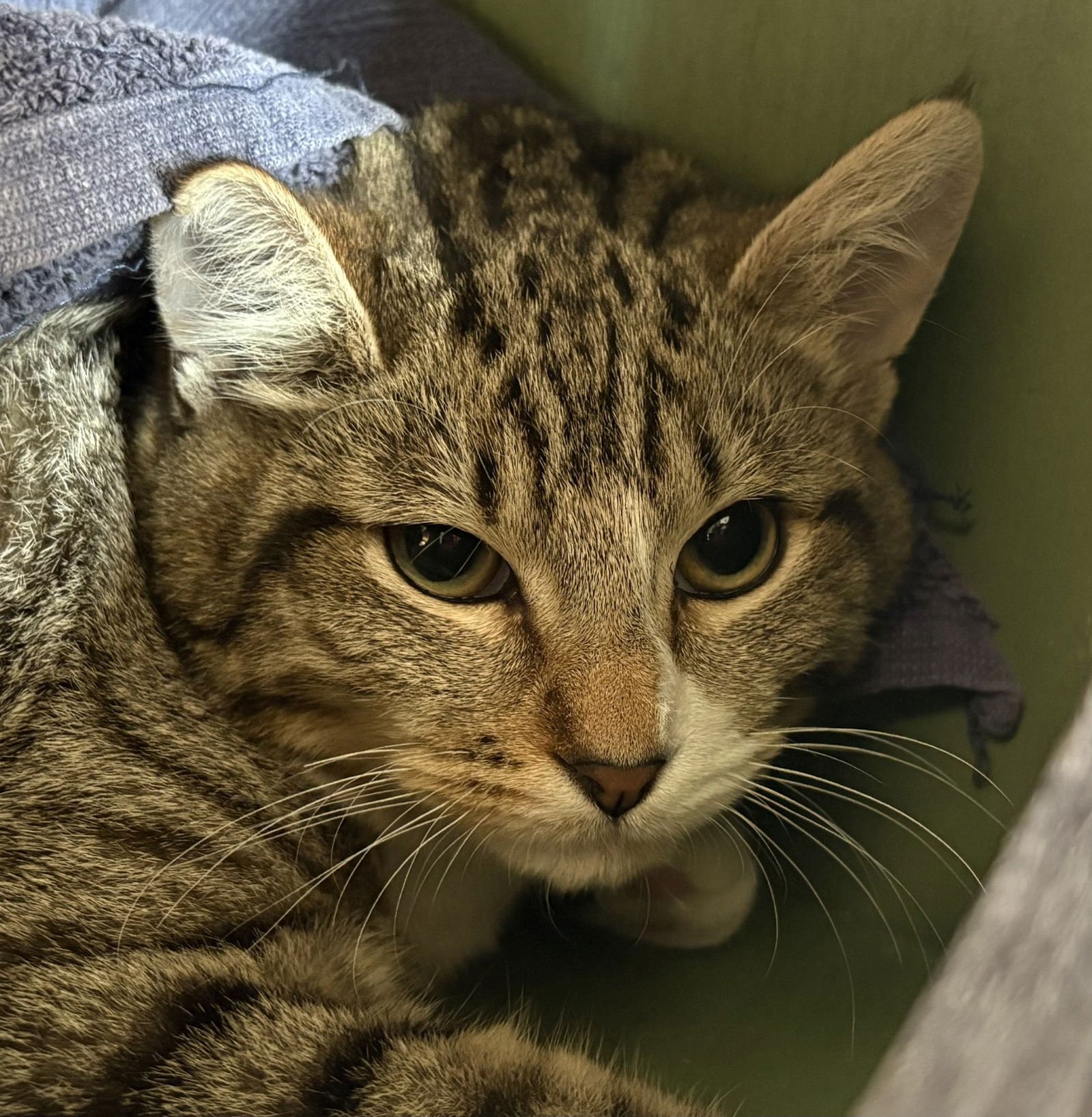 SIMON - Domestic Short Hair / Tabby available for adoption