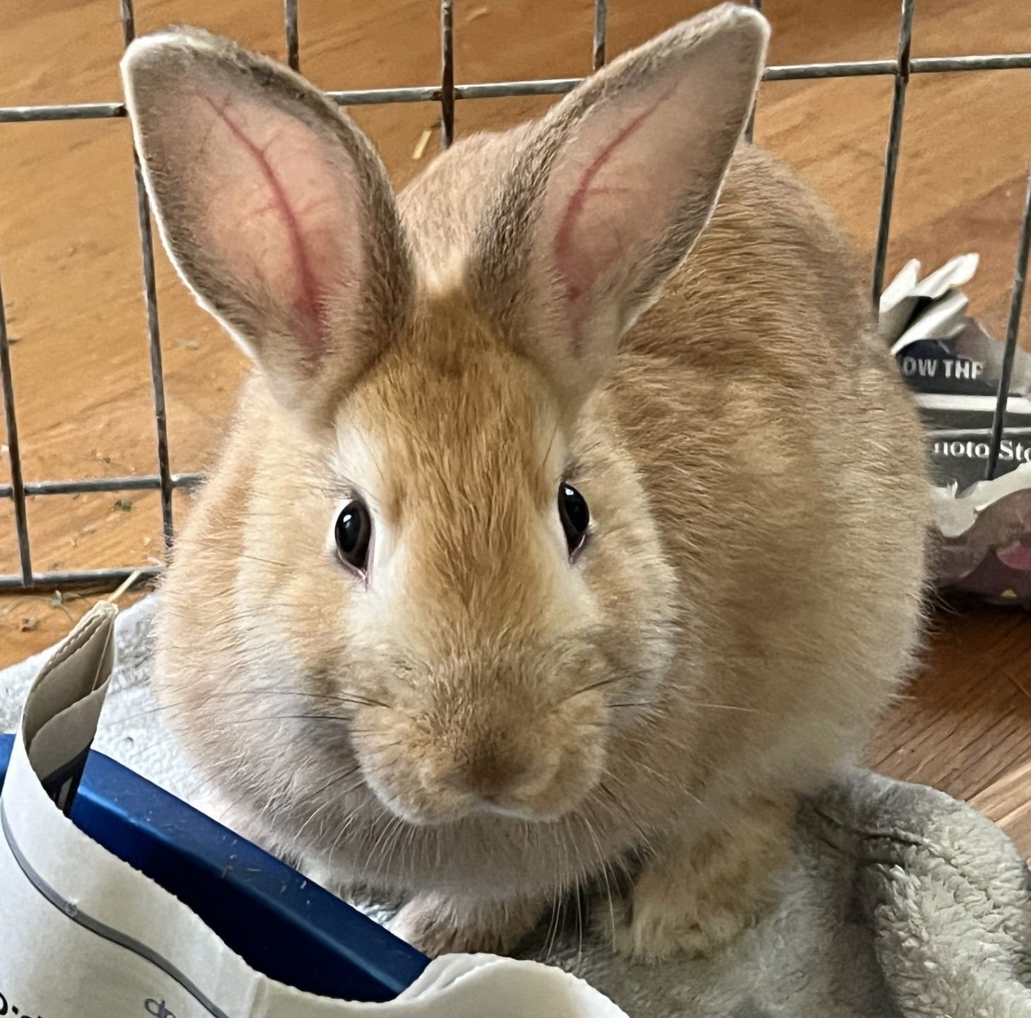 HARMONY - Shorthaired Rabbit available for adoption