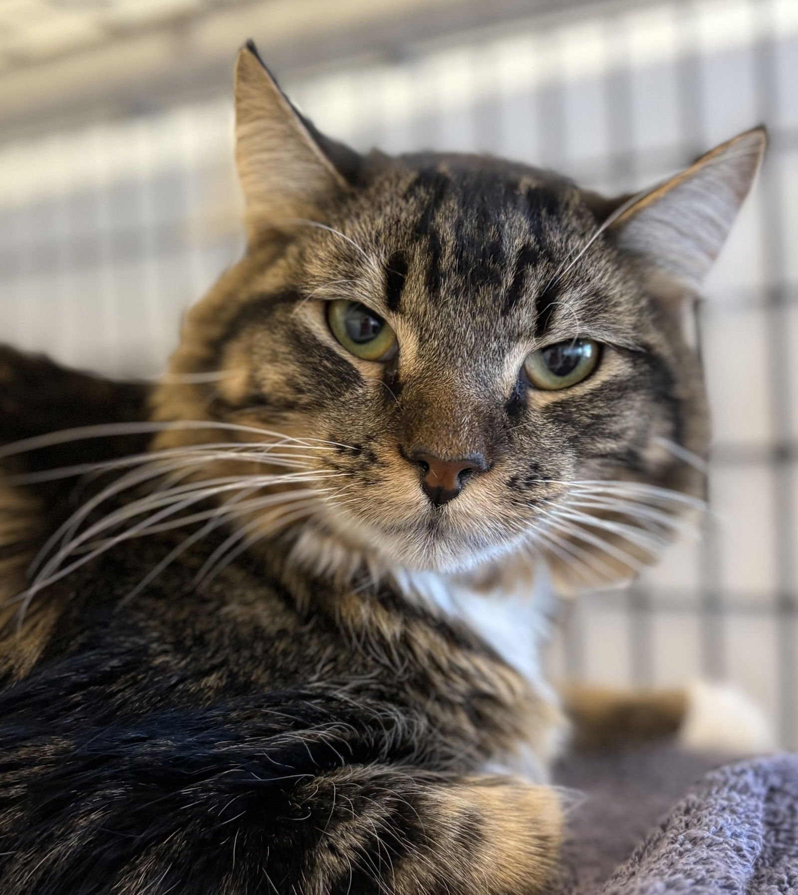 LENTIL - Domestic Long Hair / Tabby available for adoption