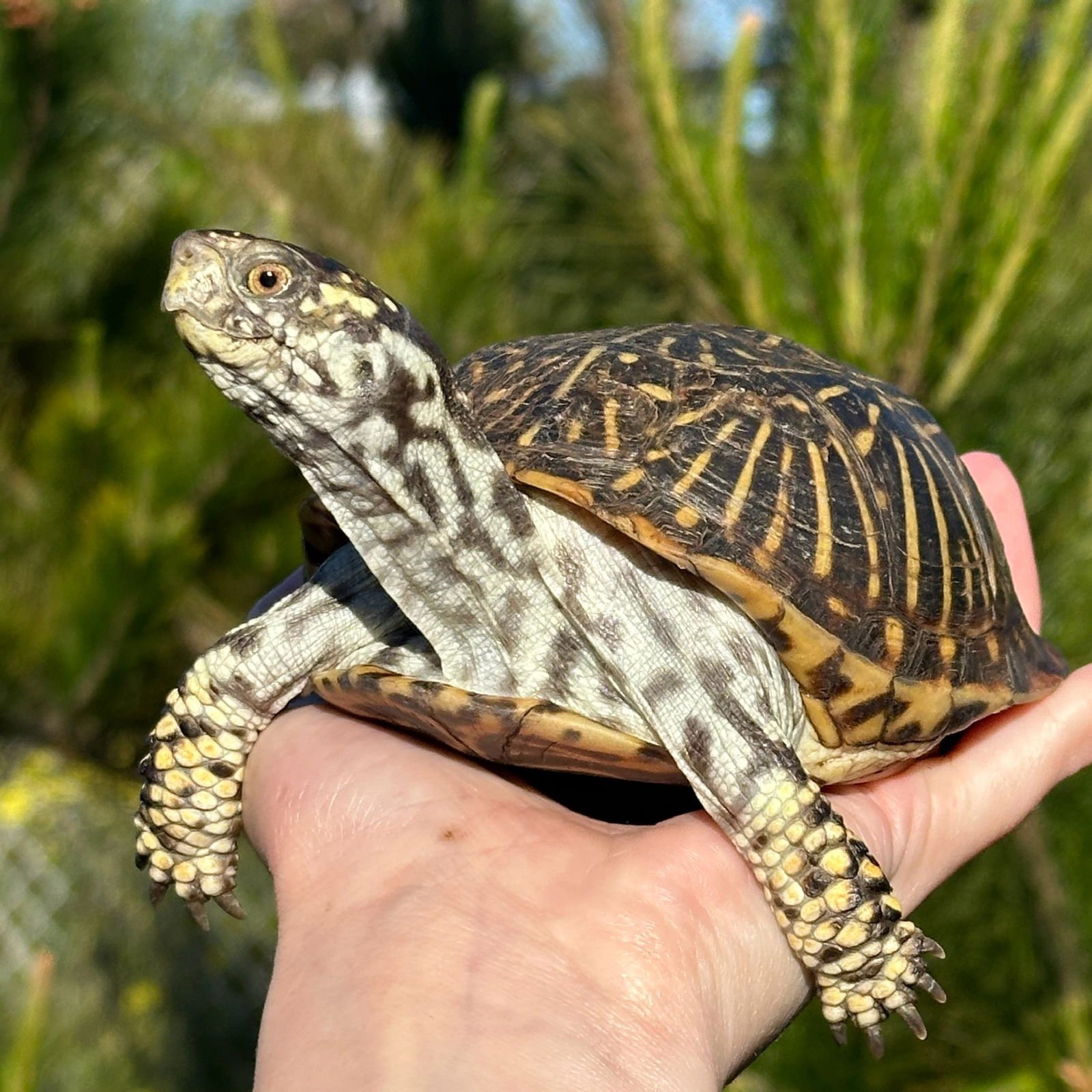 ROCKETTE - Box Turtle available for adoption