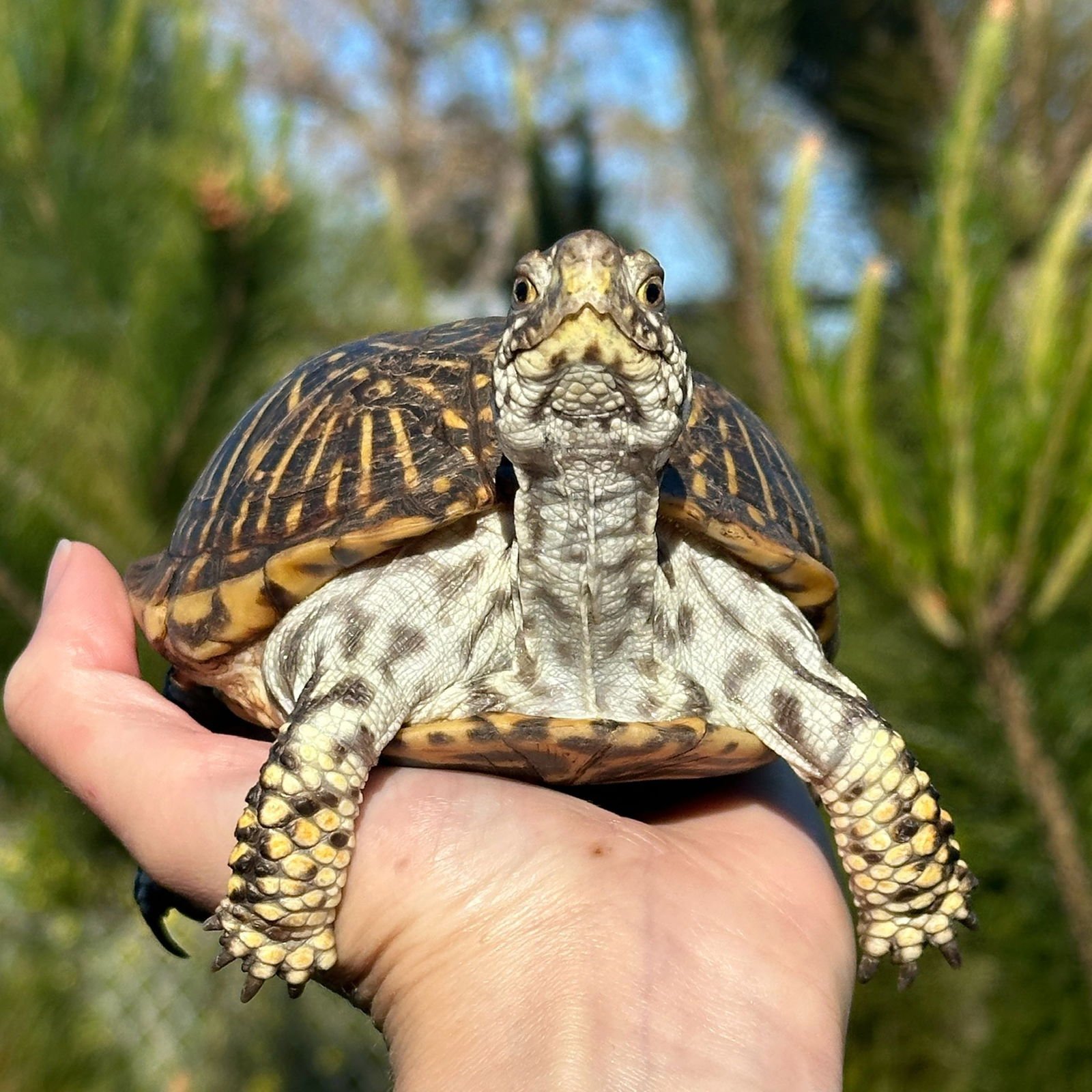 ROCKETTE - Box Turtle available for adoption