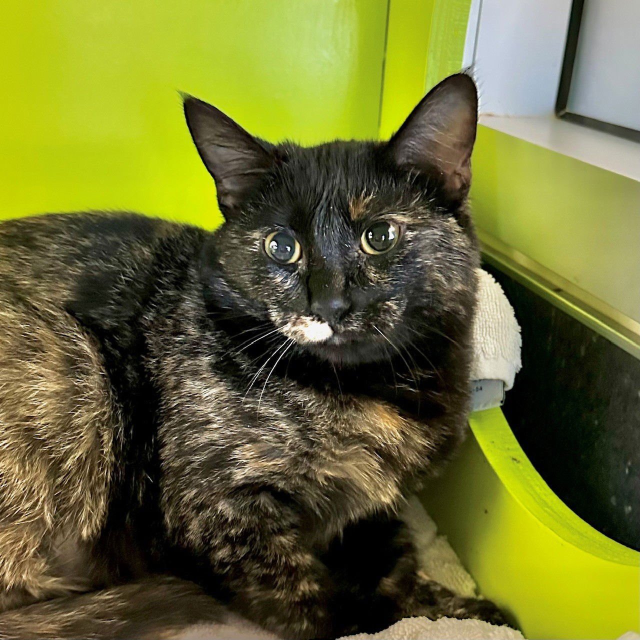 LIBBY - Domestic Short Hair available for adoption