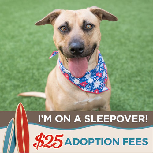 DAHLIA - Pit Bull Terrier / German Shepherd Dog available for adoption