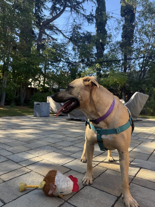 DAHLIA - Pit Bull Terrier / German Shepherd Dog available for adoption