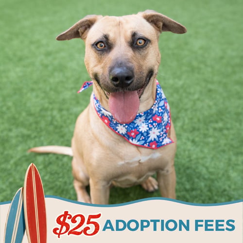 DAHLIA - Pit Bull Terrier / German Shepherd Dog available for adoption