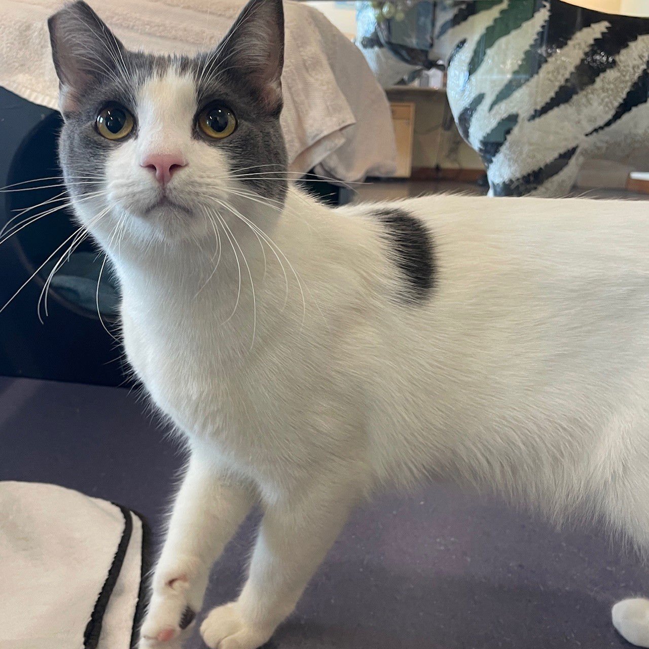 SPOT - Domestic Short Hair available for adoption