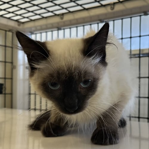 COFFEE BEAN - Domestic Short Hair available for adoption