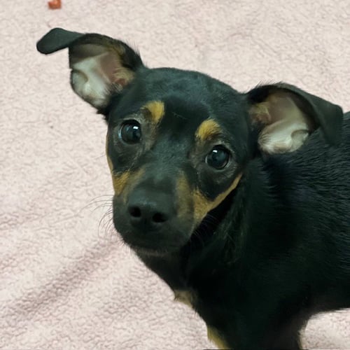 NEKITA - Chihuahua available for adoption