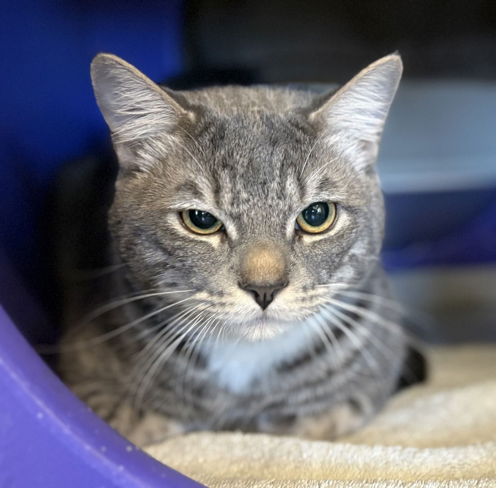 EEVEE - Domestic Short Hair available for adoption