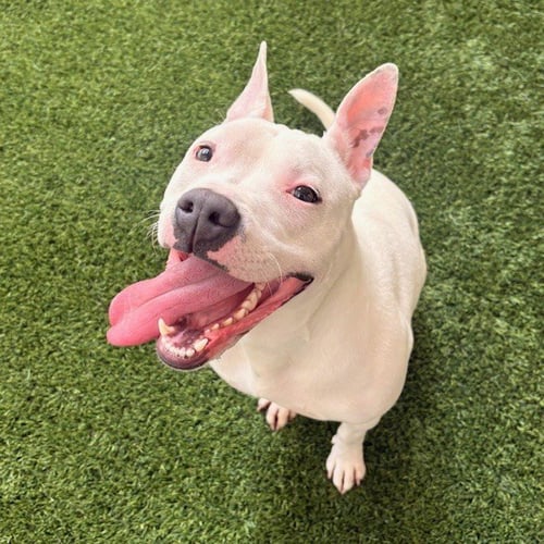 PRINCESS - Pit Bull Terrier available for adoption