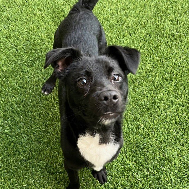 OREO - Chihuahua available for adoption