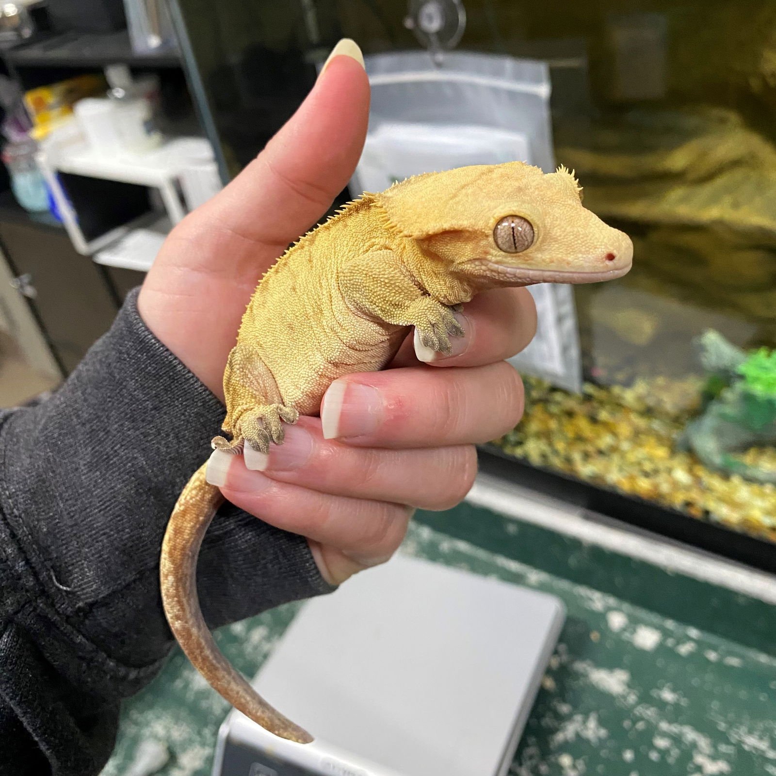 SPUNKY DUNKS - Gecko available for adoption