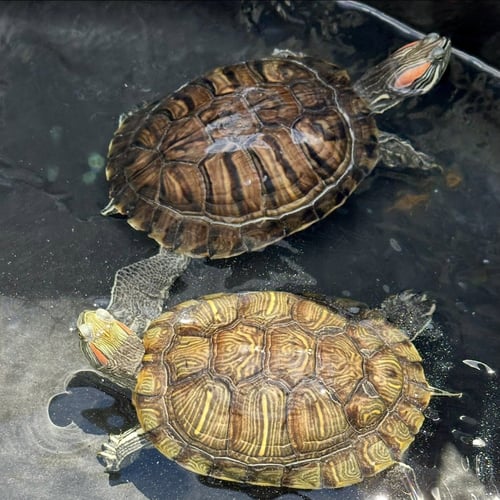 JESSIE & JAMES - Red-Eared Slider available for adoption