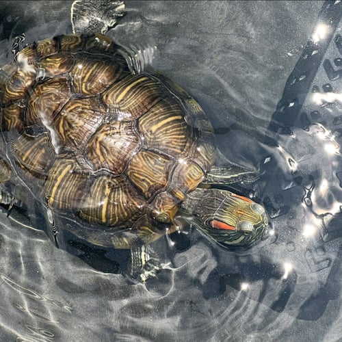 JESSIE & JAMES - Red-Eared Slider available for adoption