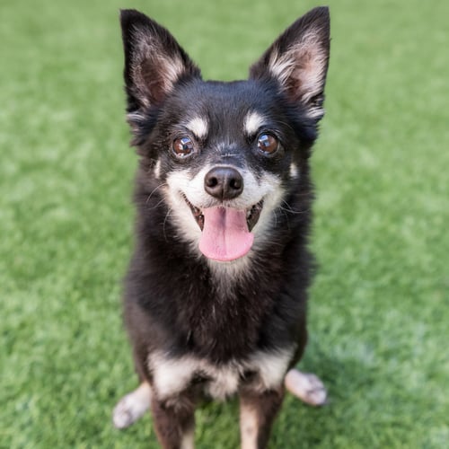 RUBBLE THE SENIOR - Chihuahua available for adoption