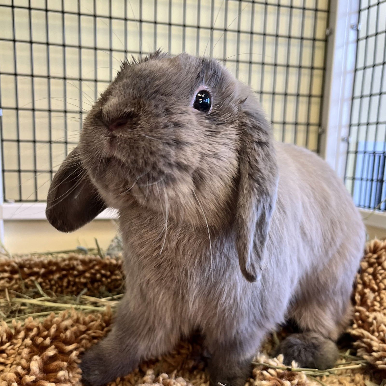 ROCKET - Mini Lop available for adoption
